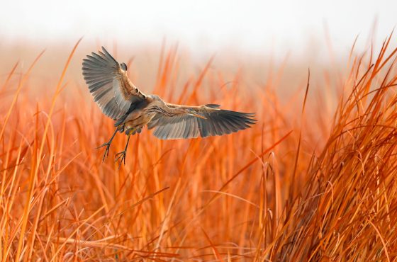colour photography bird photography