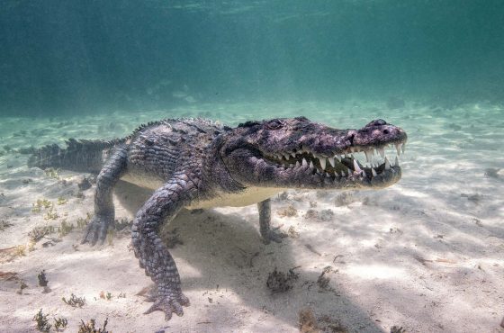underwater crocodile photography