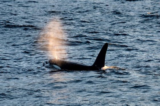 killer whales Norway