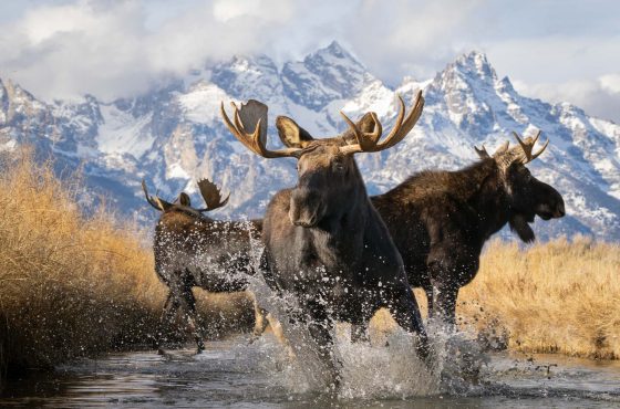 how to photograph moose