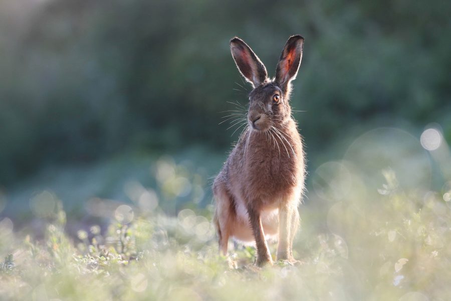 Devon wildlife brown hare photography