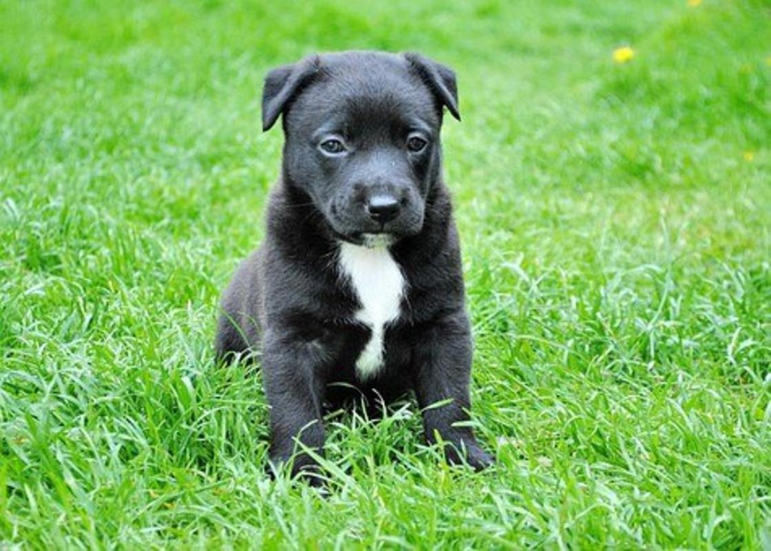 Черный щенок с белой грудкой сидит на траве