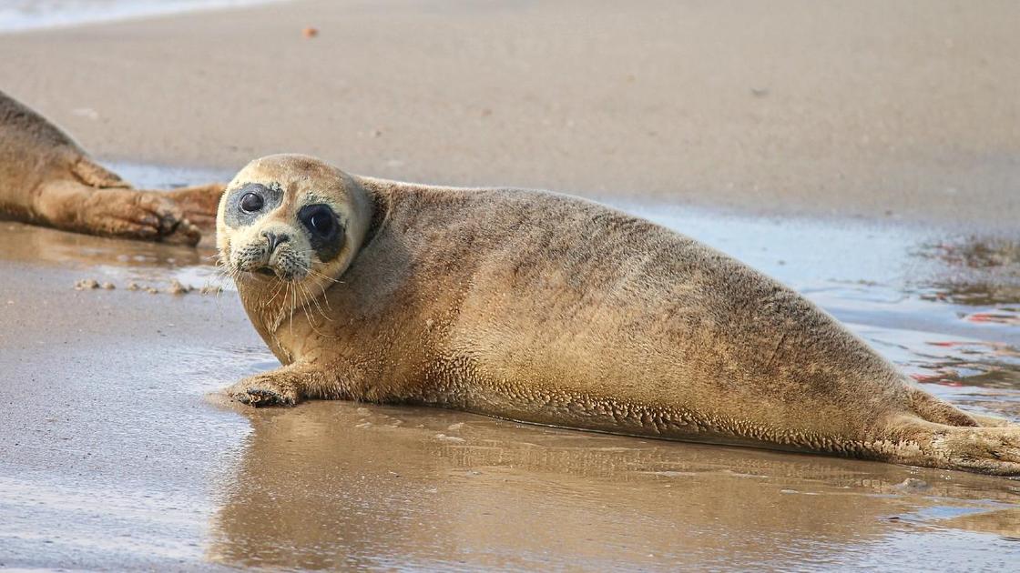 Тюлень лежит на пляже