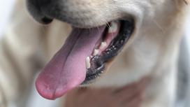 Открытая пасть собаки с высунутым языком