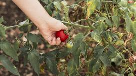 С куста томатов срывают красный плод. Листья на кусте с коричневыми пятнами фитофторы