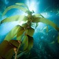 Seaweed shot from below, with light streaming in from the top of the ocean