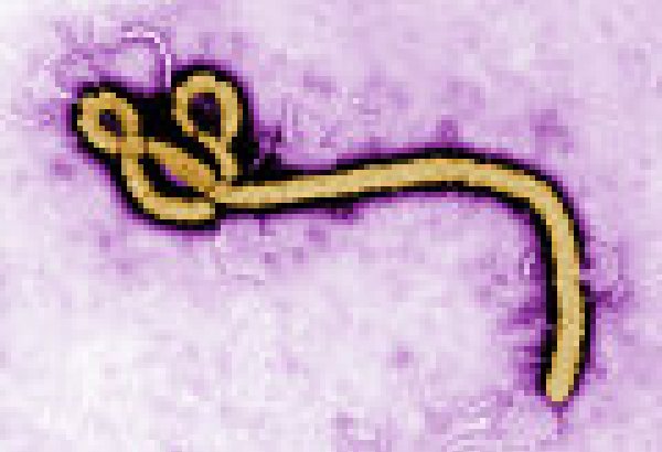 В Роспотребнадзоре предупредили о вероятности новой вспышки эпидемии Эболы