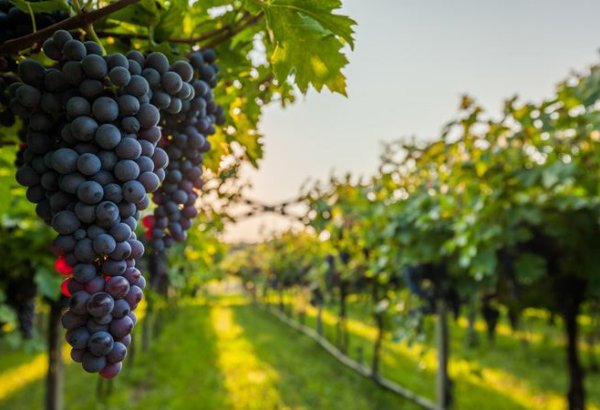 Туркменское предприятие обнародовало объем собранного урожая винограда