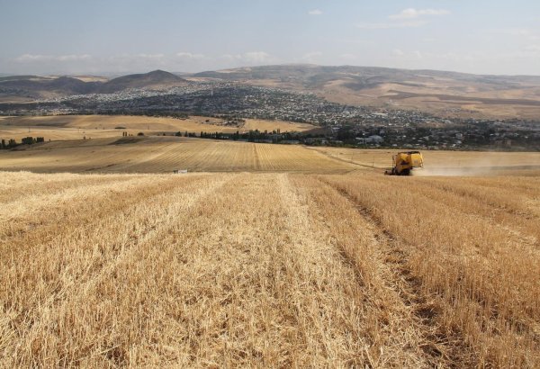 Обнародована площадь земель под озимую пшеницу на востоке Туркменистана