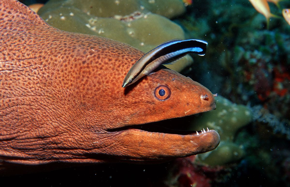 A small blue and black striped fish is seen on top of a large coral-colored moray eel with its jaw open.