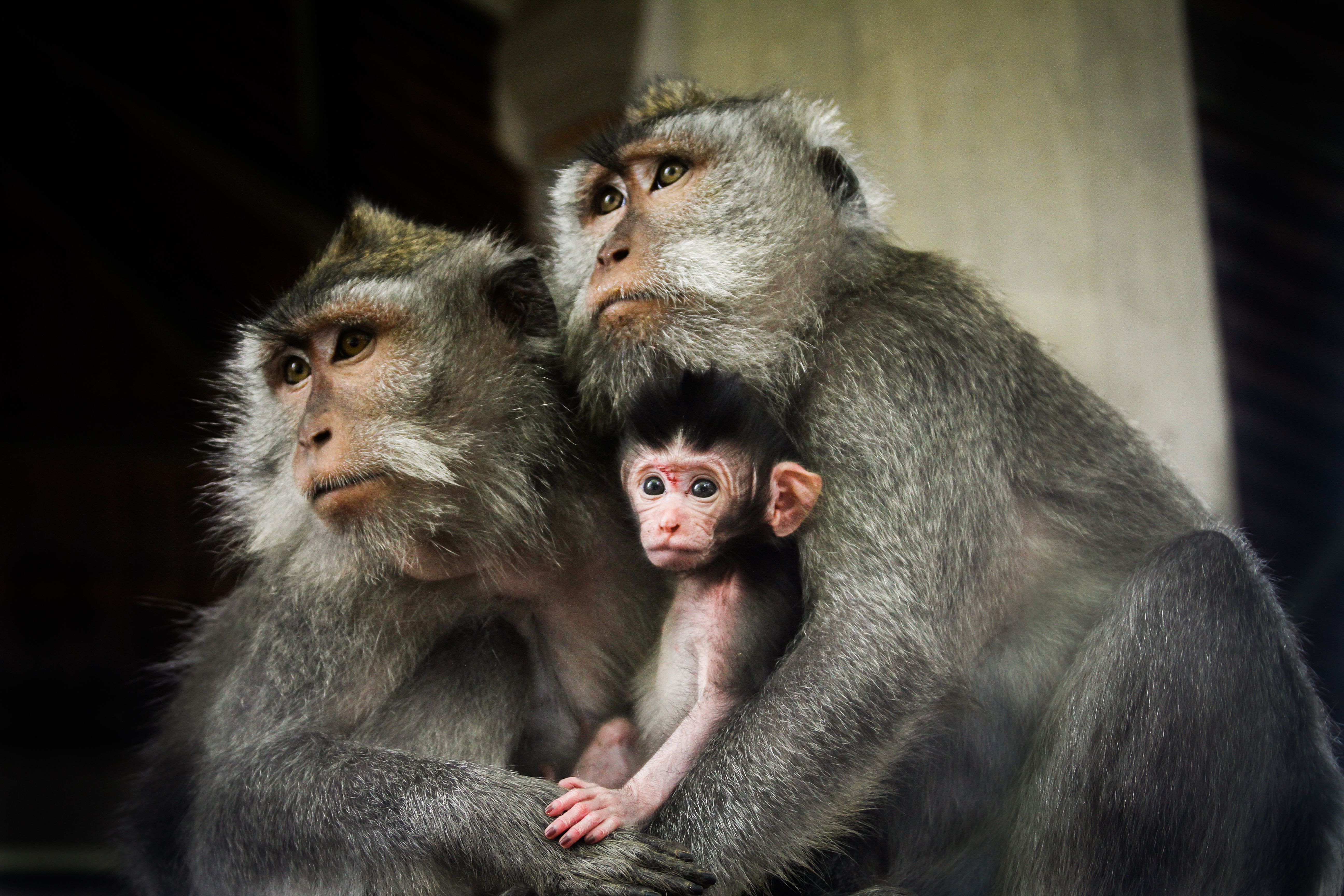 Two adult macaques hold a baby macaque and look into the distance.