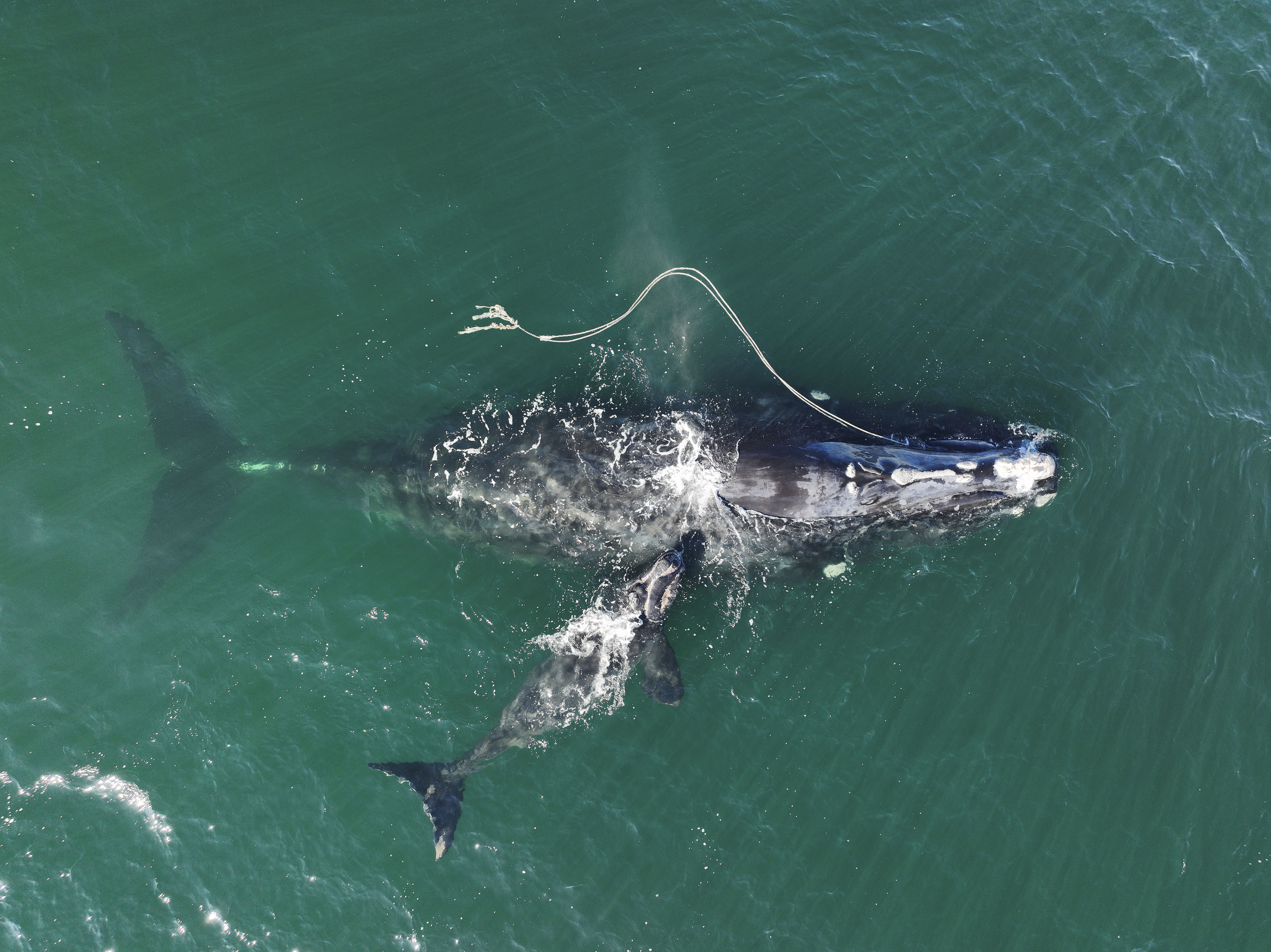 Seen from above, a young whale calf swims next to a larger whale tangled in a net.