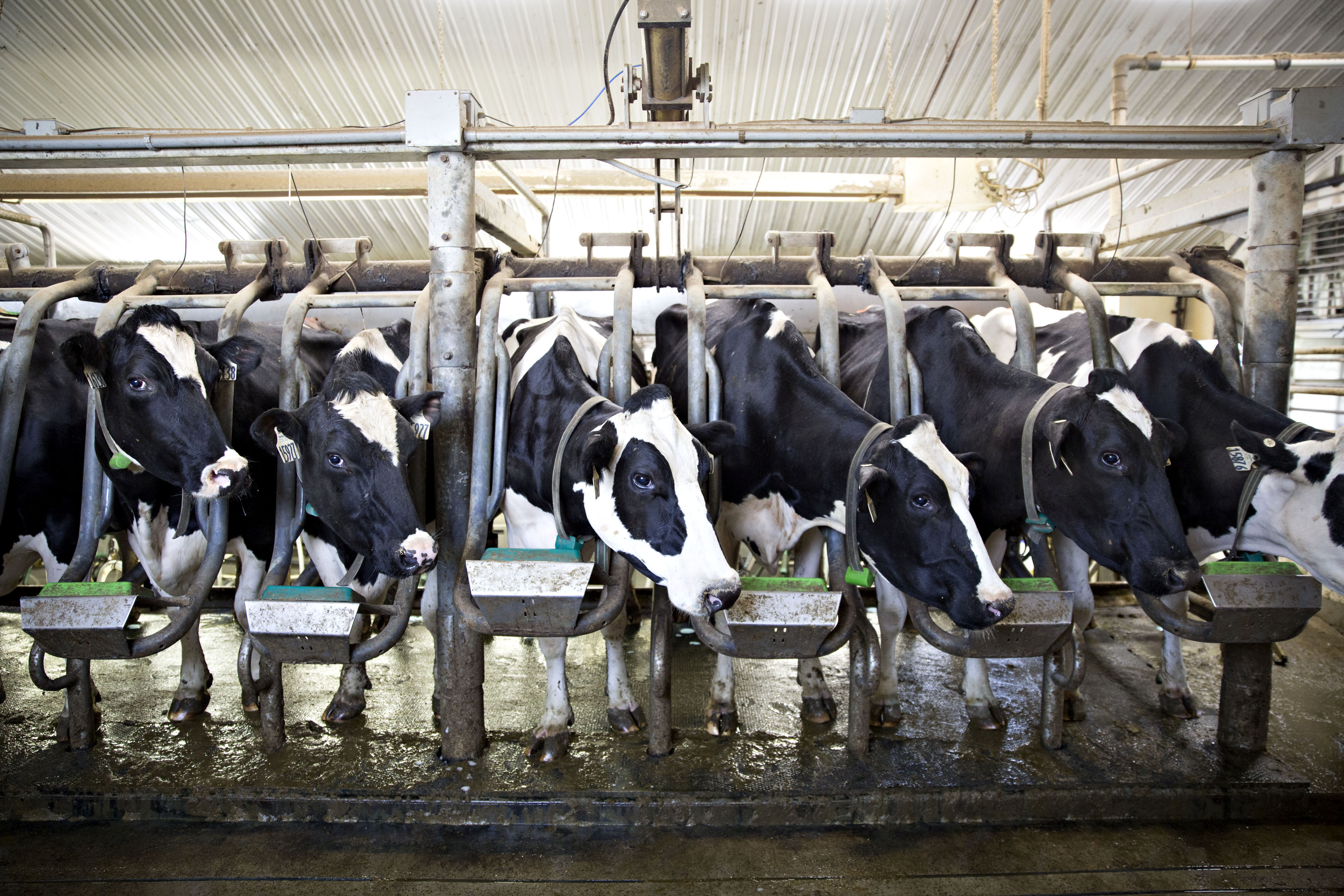 A row of confined dairy cows.