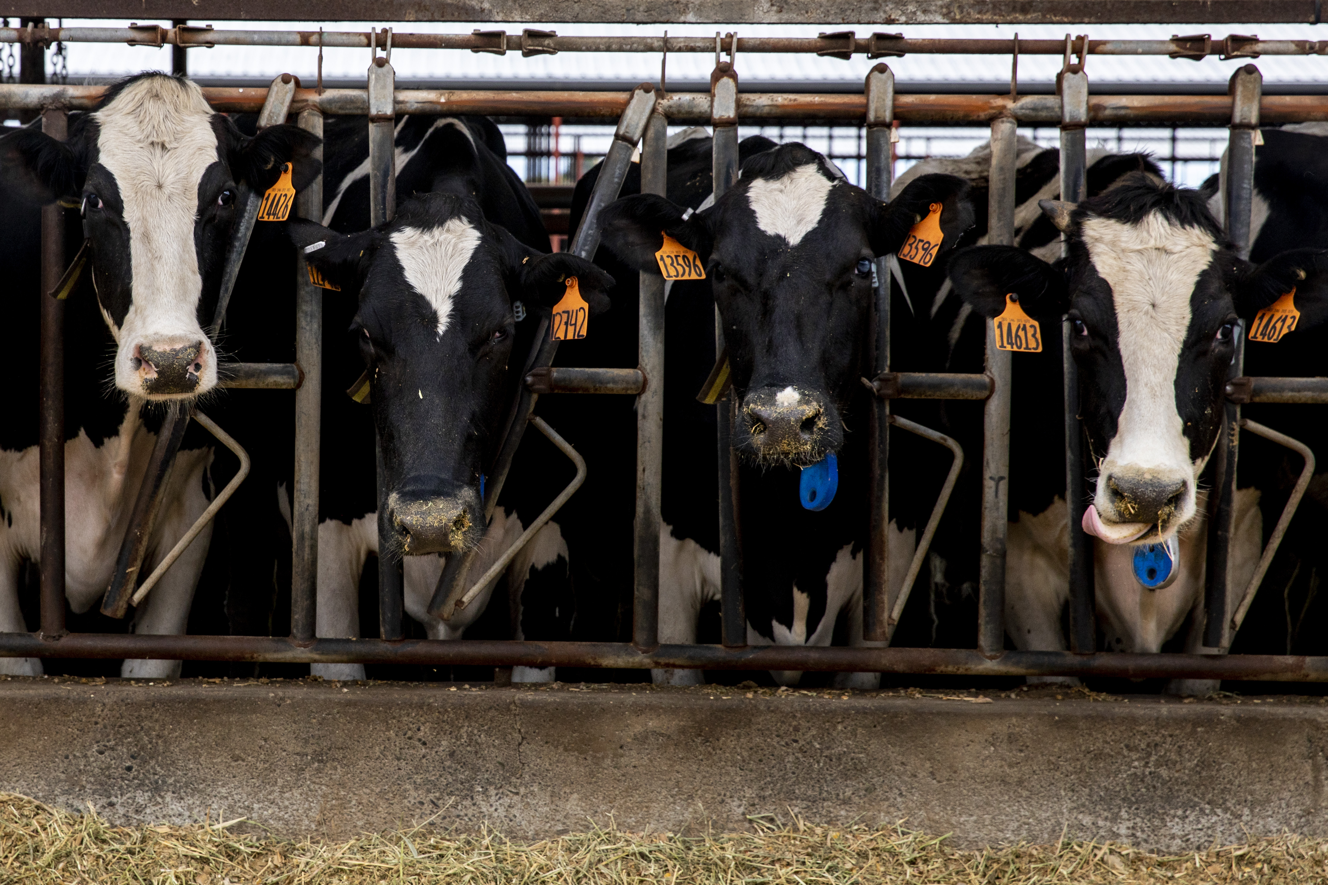 Black and white spotted dairy cows with numbered orange ear tags lean their heads out of barred stalls.