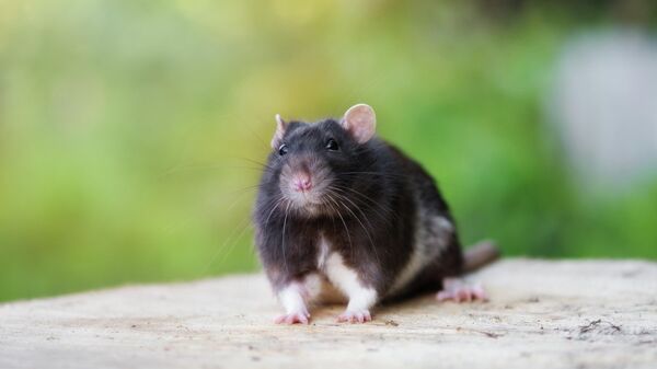 Черная крыса на улице