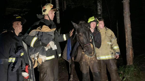 В Ленинградской области пожарные спасли мерина, увязшего в болоте