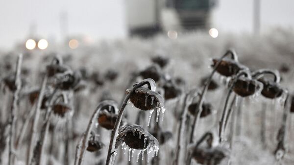 Покрытые льдом подсолнухи на поле, Украина