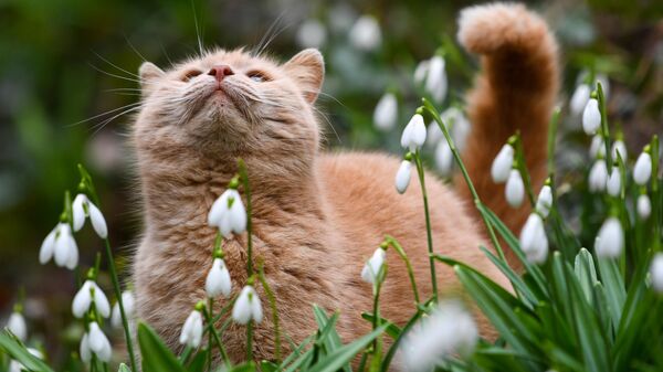 Кошка среди подснежников в Никитском ботаническом саду в Крыму