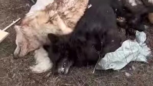 Мертвые собаки, обнаруженные в питомнике под Екатеринбургом