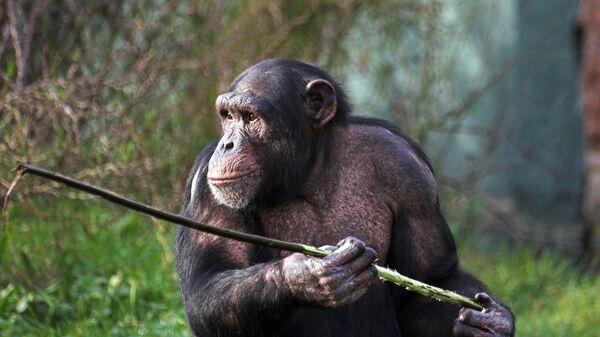 Шимпанзе держит палку