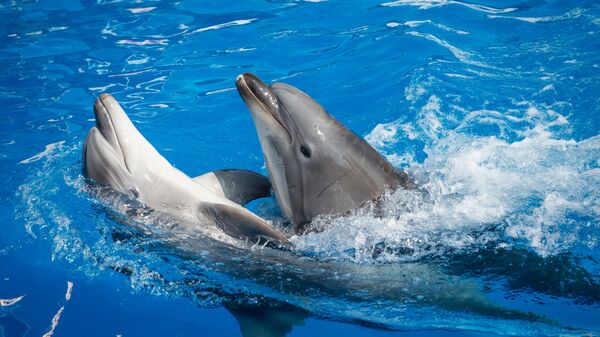 Дельфины в бассейне дельфинария