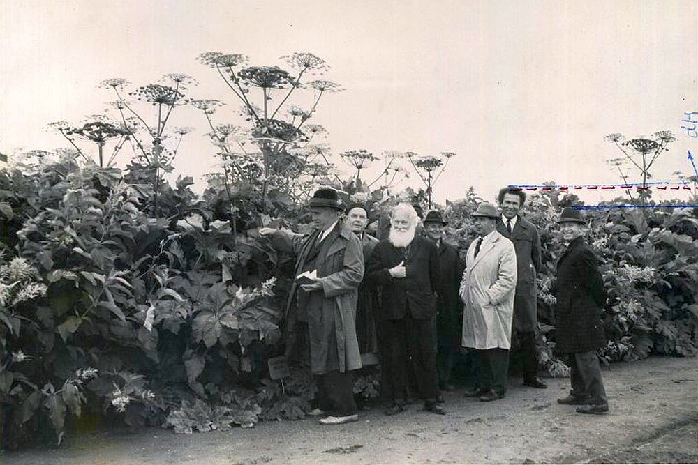 Группа ученых на фоне борщевика, Коми АССР.