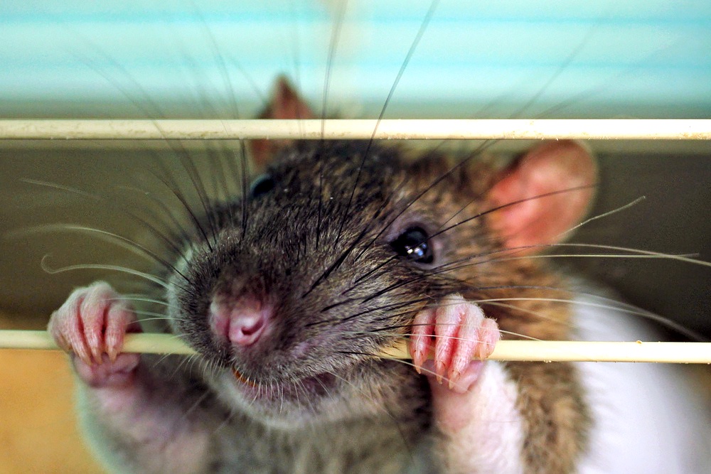 "Мышиную лихорадку" чаще переносят полевые мыши, и они часто наведываются в поисках еды в пустующие зимой дачи.
