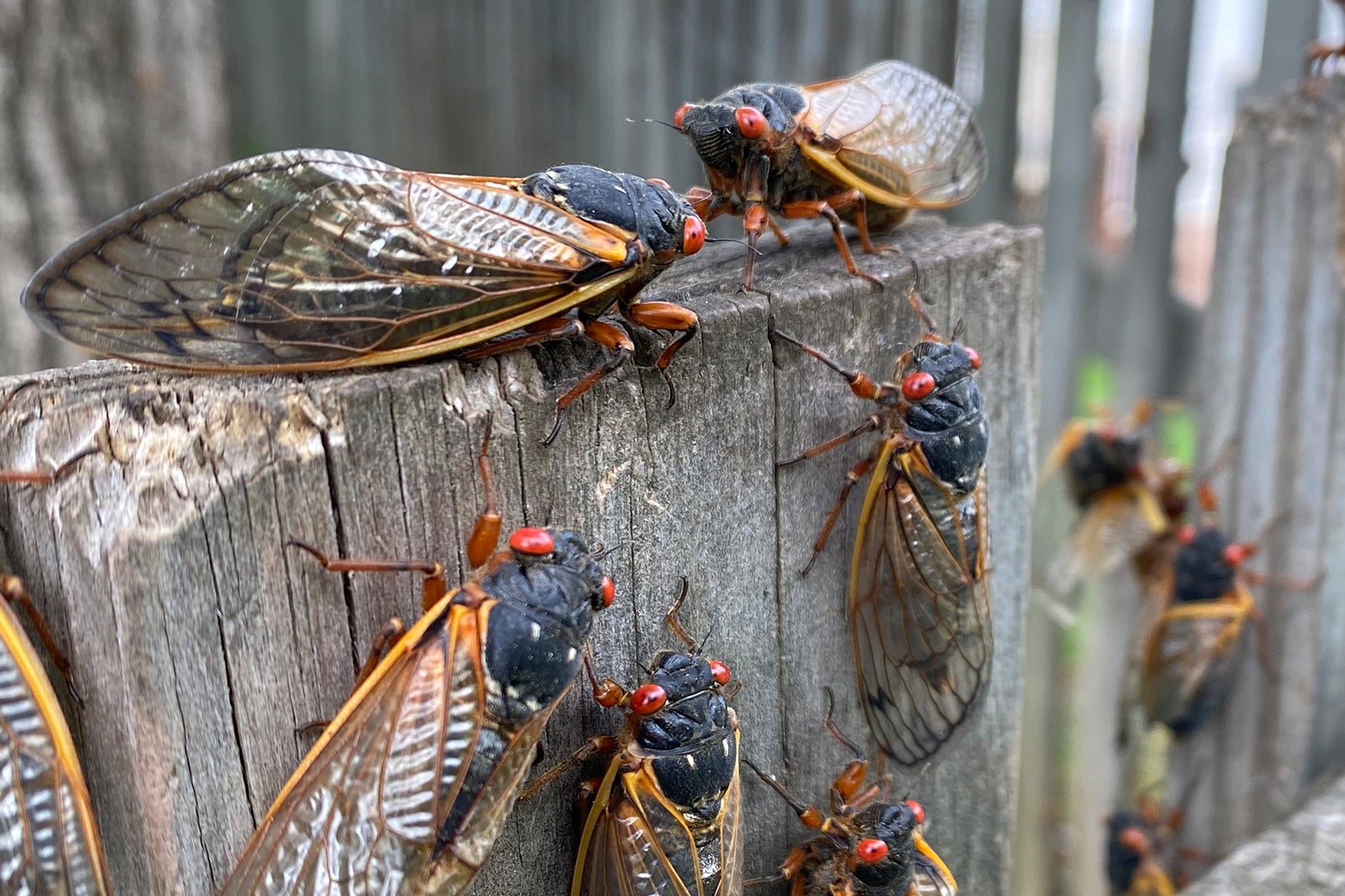 A whole lot of cicadas on a wooden fence.