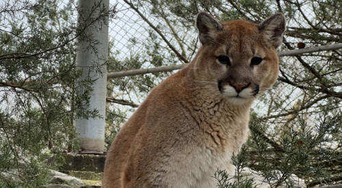 ZooAmerica Welcomes New Mountain Lion