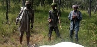 des éleveurs peuls au côté de l'un de leurs boeufs tués par les soldats FACA au village Bénamkor