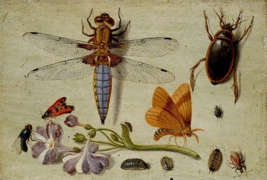 A Cockchafer, Beetle, Woodlice and other Insects, with a Sprig of Auricula