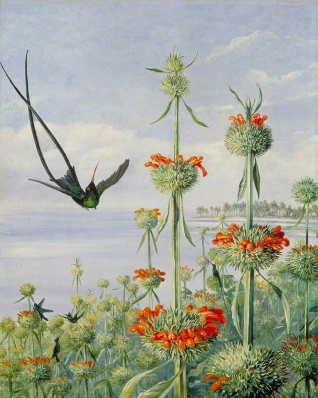 Leonotis nepetaefolia and Doctor Humming Birds, Jamaica