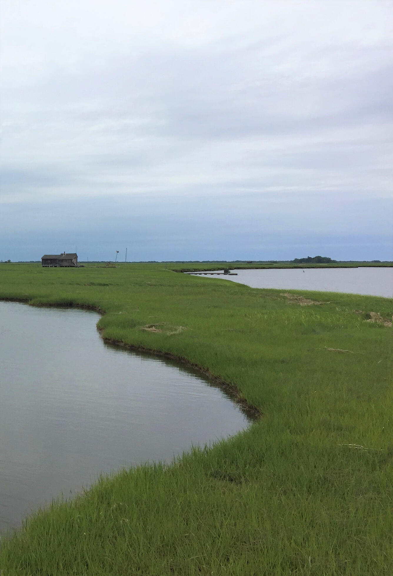 Grassy marsh area meandering toward the background with two bodies of water on either side.