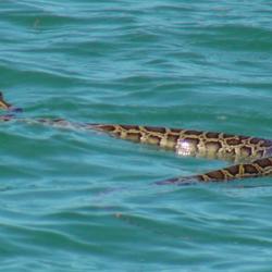 Image: Burmese Python Swimming in Florida Bay