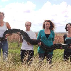 Ladies of the Glades hold a very large Burmese python. 
