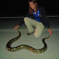 USGS intern Jillian Josimovich displays a recently captured Burmese python, an invasive species in Everglades National Park.