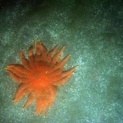 A sea star with lots of legs on a sandy bottom of the sea.