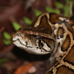 Invasive Burmese Python