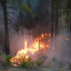 Rim Fire in Yosemite National Park