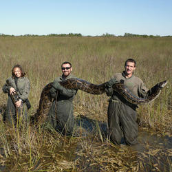 Invasive Burmese python in the Everglades