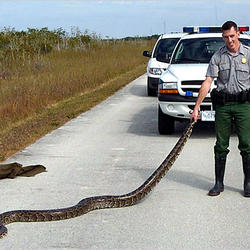 An Everglades Park ranger holds a Burmese Python by the tail. 