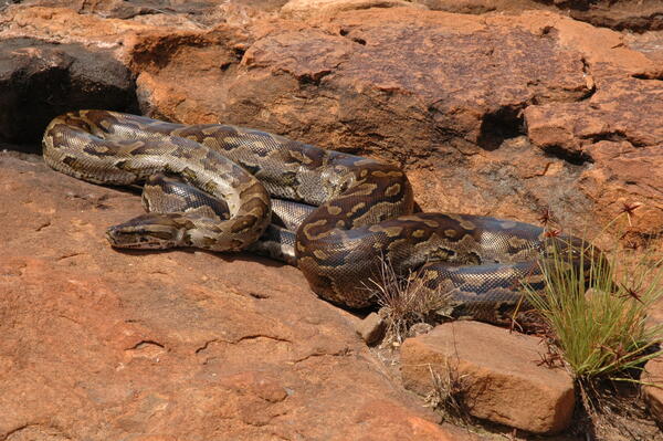Image: Southern African Python