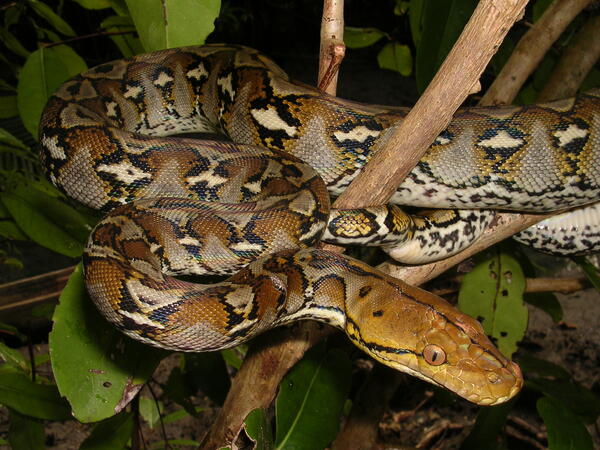 Image: Reticulated python (Python reticulatus)