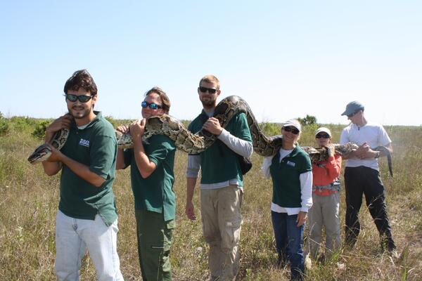 Image: Biologists Remove Python from Everglades