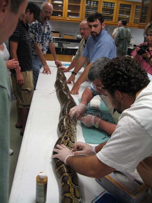 Image: Tracking Device in Burmese Python 