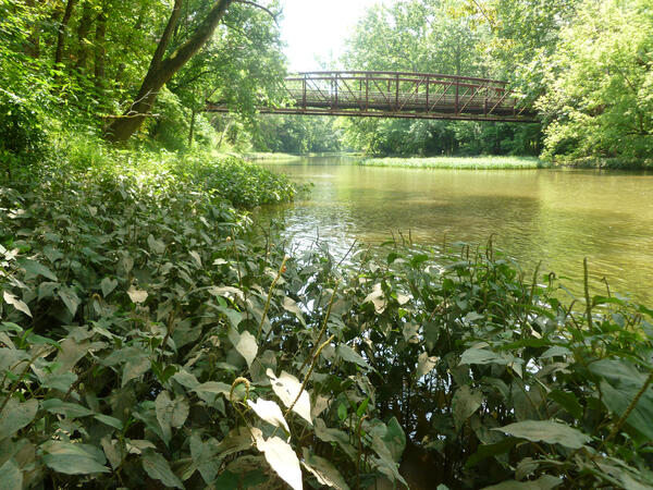 Creek with bridge in wooded area