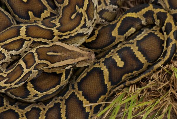 A Burmese python coiled in the grass in the Everglades.