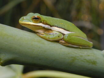 Image: A Green Treefrog in Florida