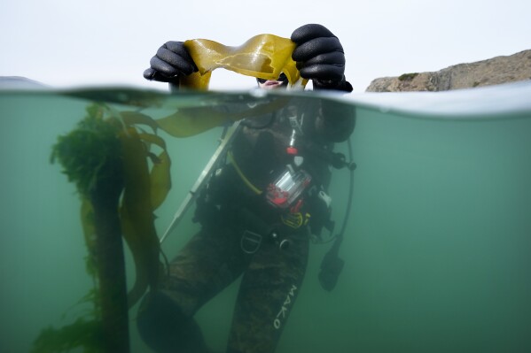 Scientific diver Morgan Murphy-Cannella holds bull kelp with a dark patch of reproductive spores as she surveys a reforestation project, Friday, Sept. 29, 2023, near Caspar, Calif. Kelp forests play an integral role in the health of the world’s oceans, one of the issues being discussed at the United Nations climate summit in Dubai. (AP Photo/Gregory Bull)