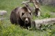 FILE - A grizzly bear roams an exhibit at the Woodland Park Zoo on May 26, 2020, in Seattle. The federal government plans to restore grizzly bears to an area of northwest and north-central Washington. Plans announced this week by the National Park Service and U.S. Fish and Wildlife Service call for the release of three to seven bears a year for five to 10 years to achieve an initial population of 25. (AP Photo/Elaine Thompson, File)